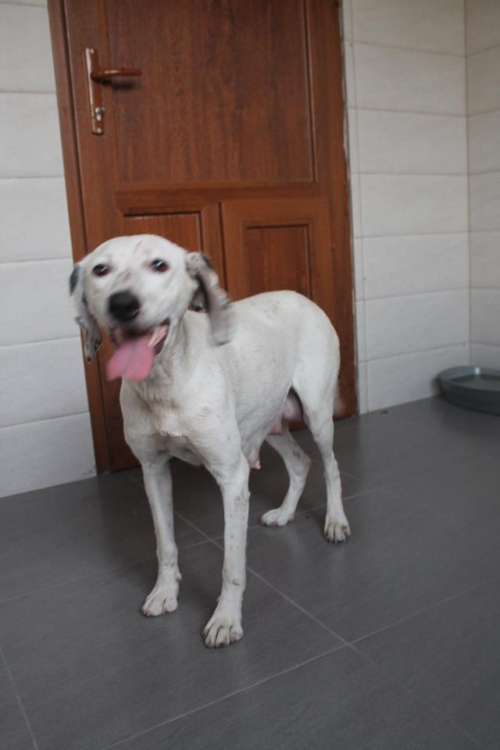 სეტერი პერი