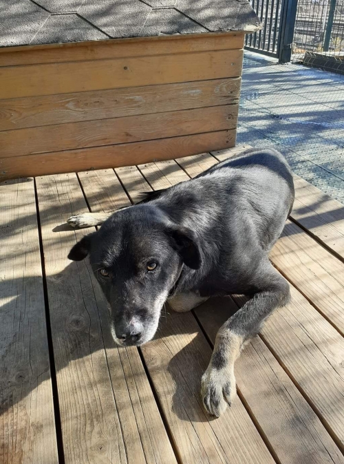 მეტისი უსახელო