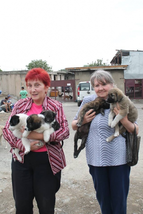 ქართული ქოფაკი უსახელო