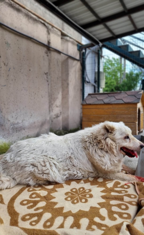 ქართული ნაგაზი გომბორა