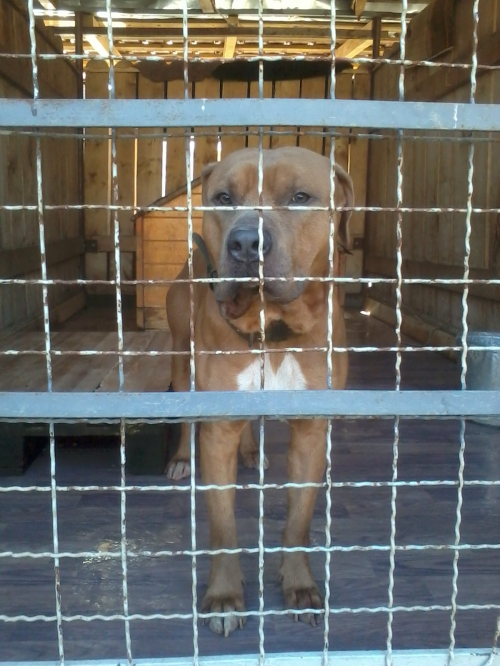 სტაფი ტონი