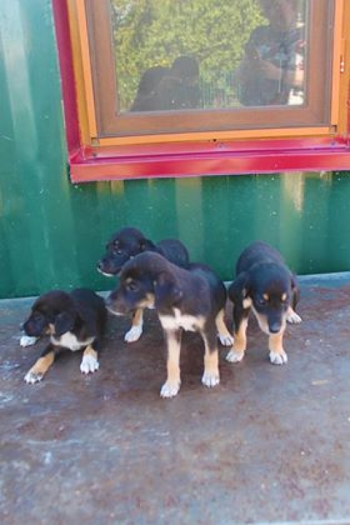 მეტისი უსახელო