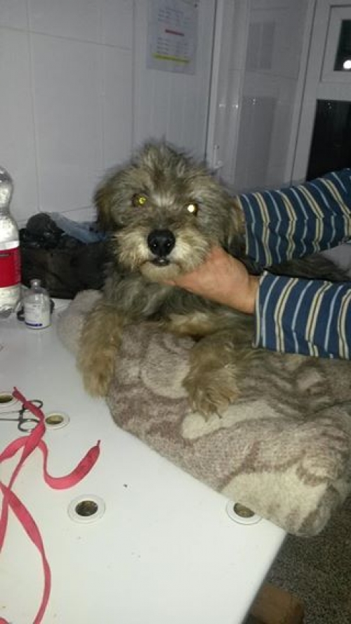 ბალონკა უსახელო