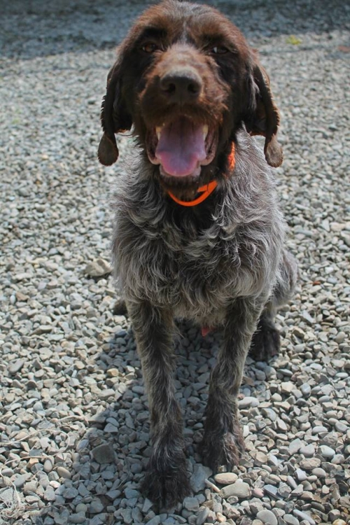 დრათხარი უსახელო