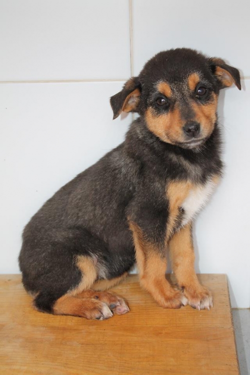 მეტისი უსახელო