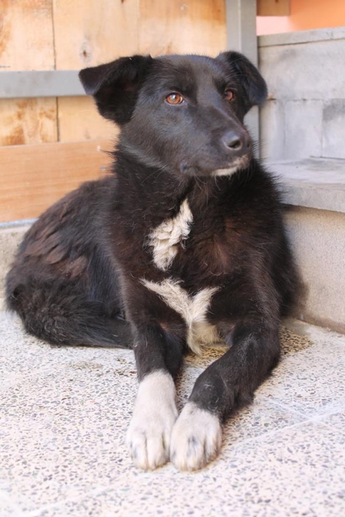 მეტისი უსახელო