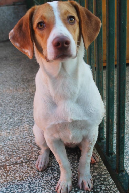 მეტისი პაპი