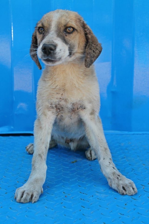 მეტისი უსახელო