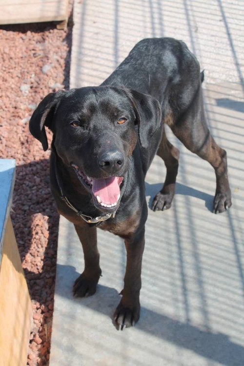 ლაბრადორის მეტისი უსახელო