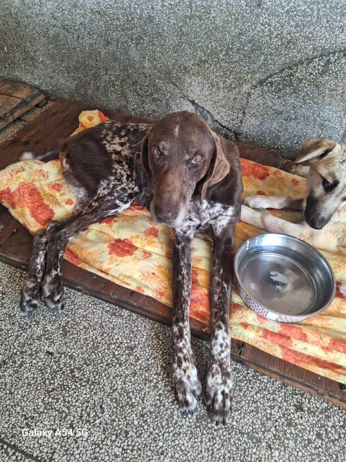 კურცხაარი უსახელო