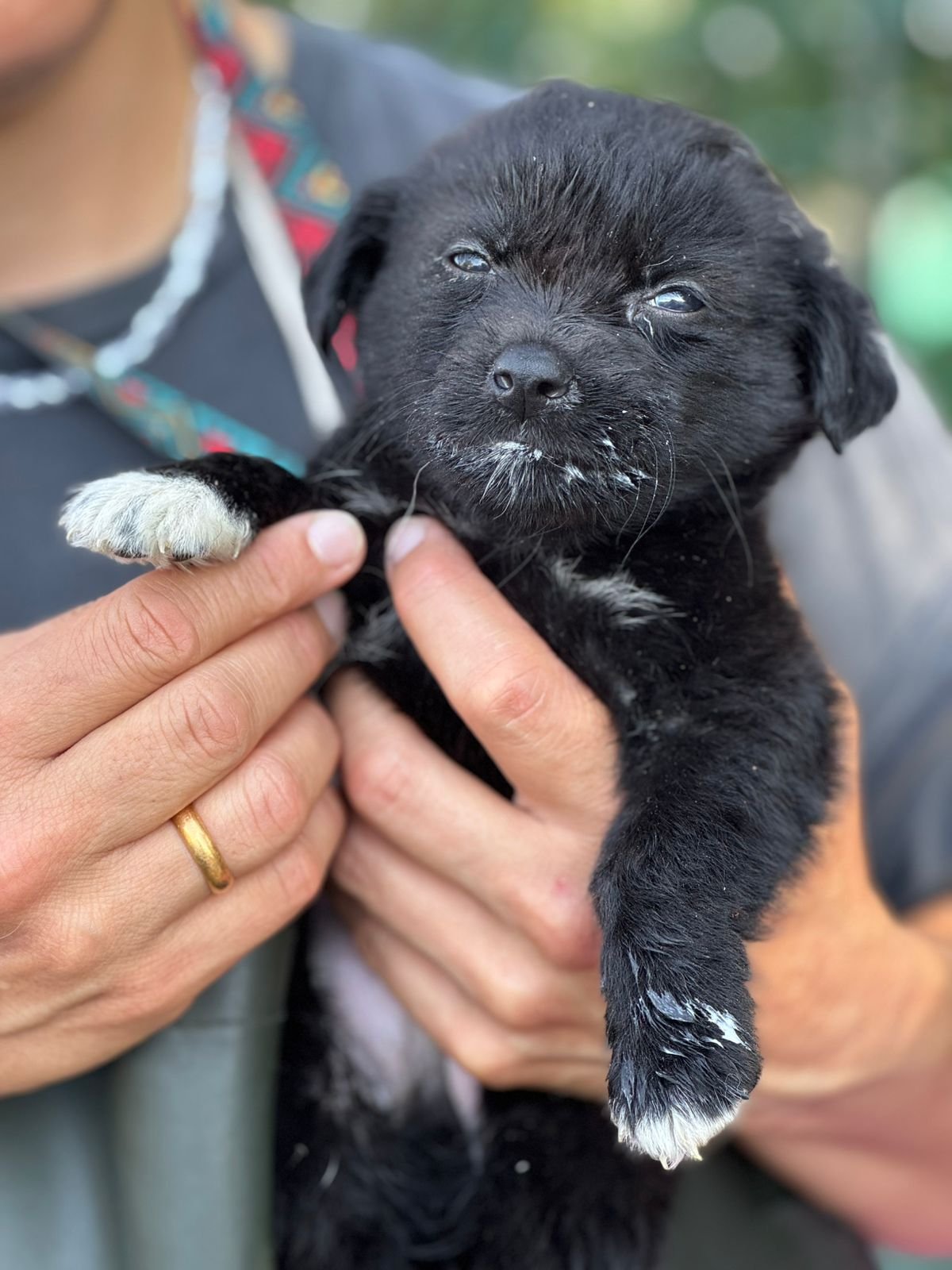 მეტისი. აფრიკა