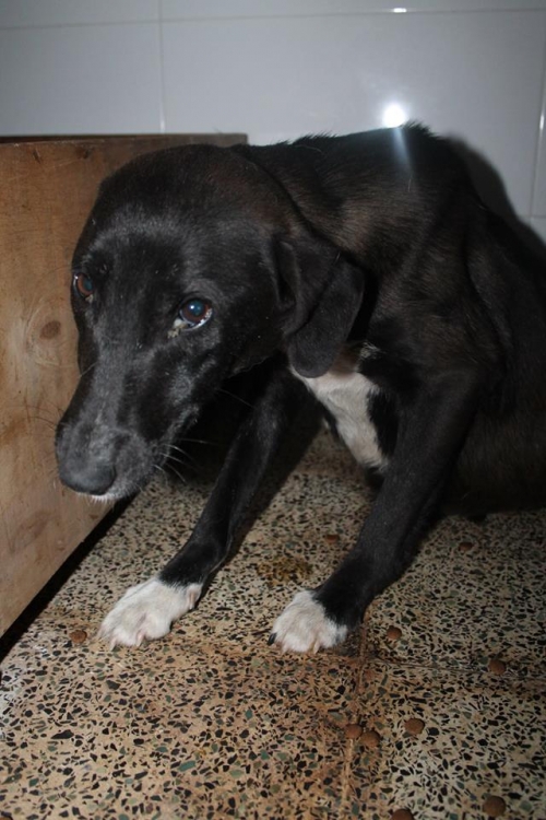 მეტისი უსახელო