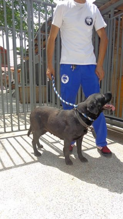 ლაბრადორი ლედი