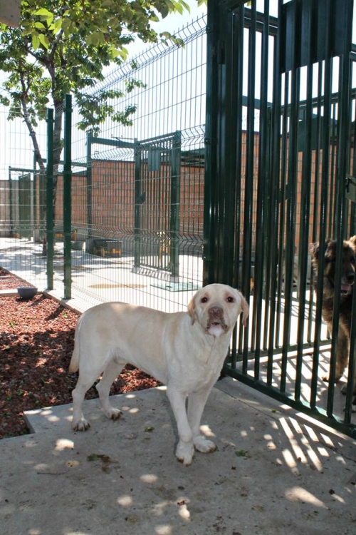 ლაბრადორი მაქსი