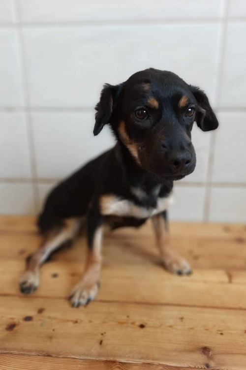 მეტისი თიანეთის გზა