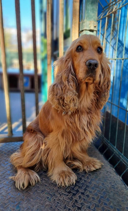 კოკერსპანიელი სოფელი ახალუბანი