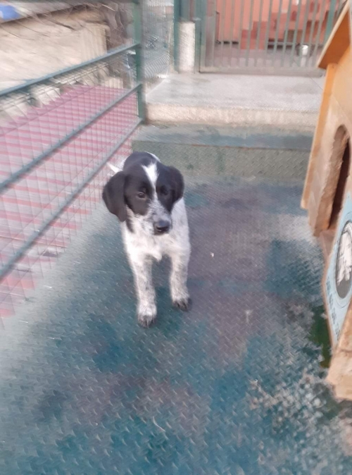 კურცხაალის მეტისი უსახელო