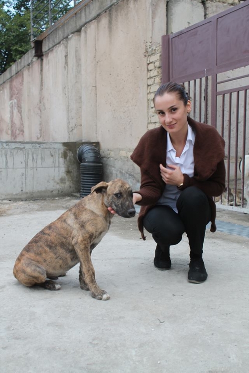 პიტბულის მეტისი უსახელო