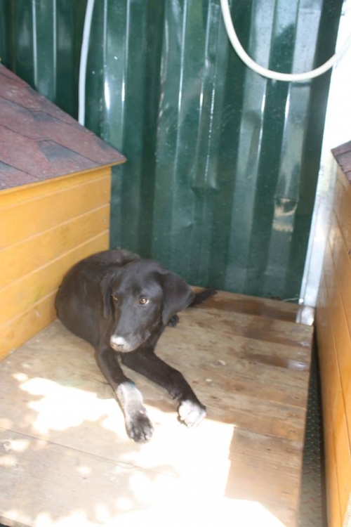 მეტისი უსახელო