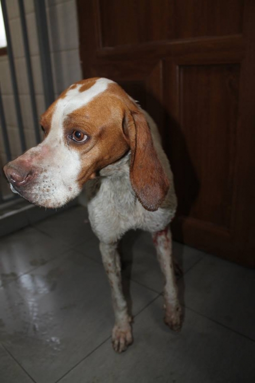 პოინტერი უსახელო