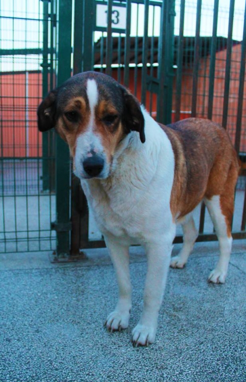 მეტისი მოლი