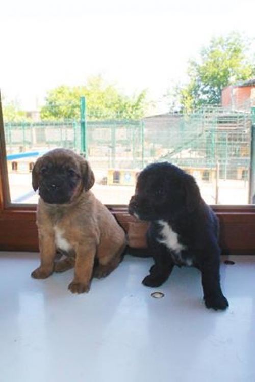 მეტისის ლეკვები უსახელო