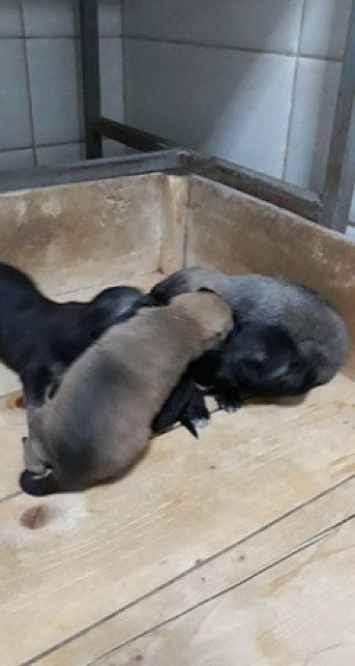 მეტისი უსახელო