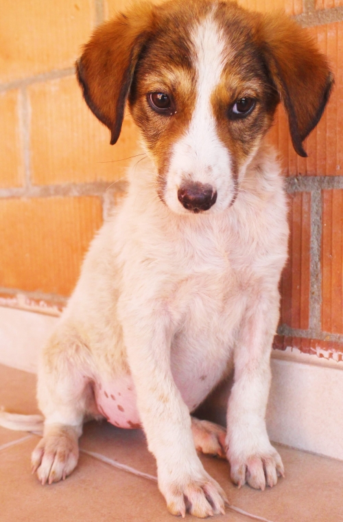 ქართული ქოფაკი უსახელო