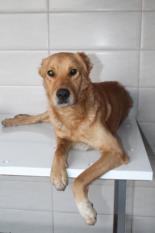 ქართული ქოფაკი უსახელო