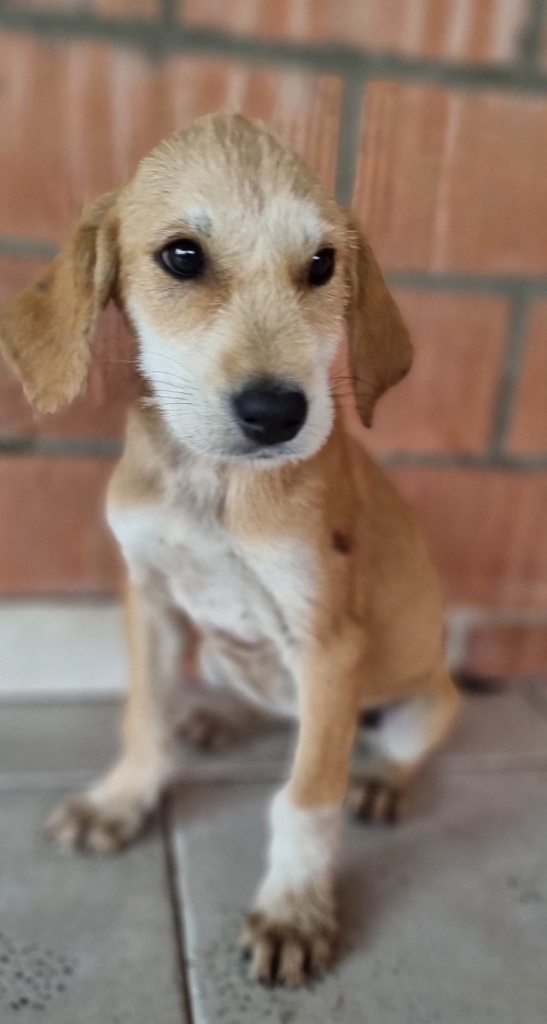 მეტისი სართიჭალა