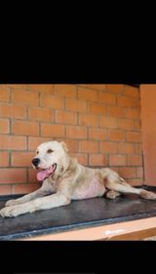 ქართული ნაგაზი კავკასიური ნაგაზი ქართული ნაგაზი გადმოყვანილია მუნიციპალური თავშესაფრიდან