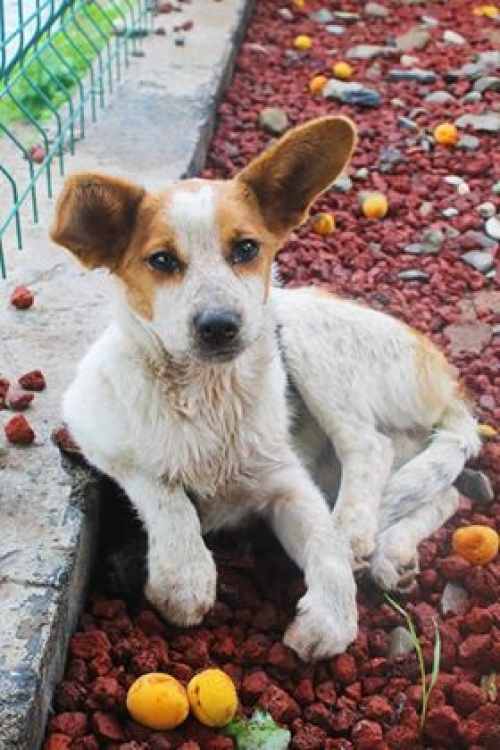 მეტისი უსახელო