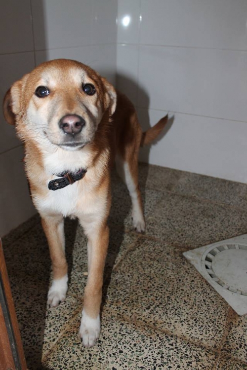 მეტისი ჯინა