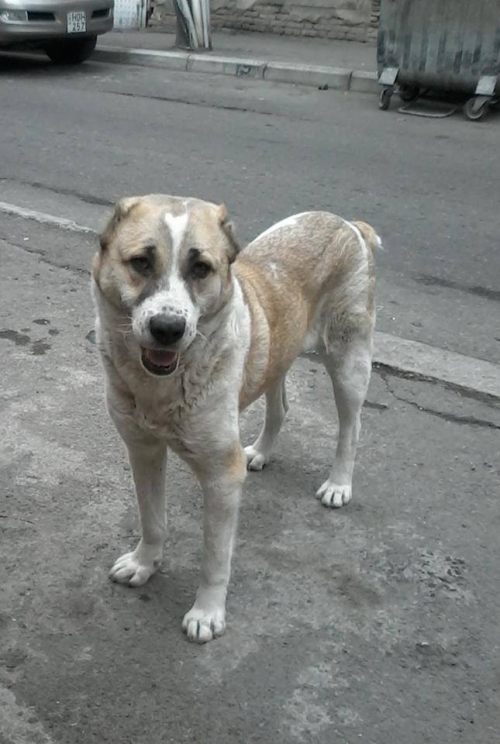 ქართული ნაგაზი უსახელო