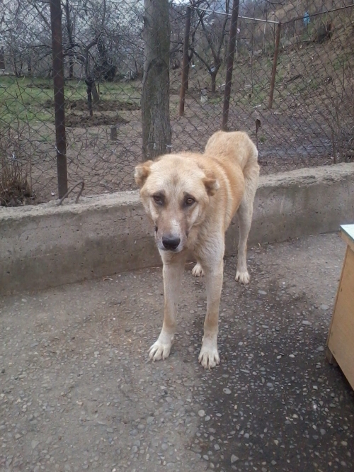 ქართული ქოფაკი ლომა