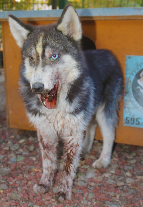 ლაიკა უსახელო