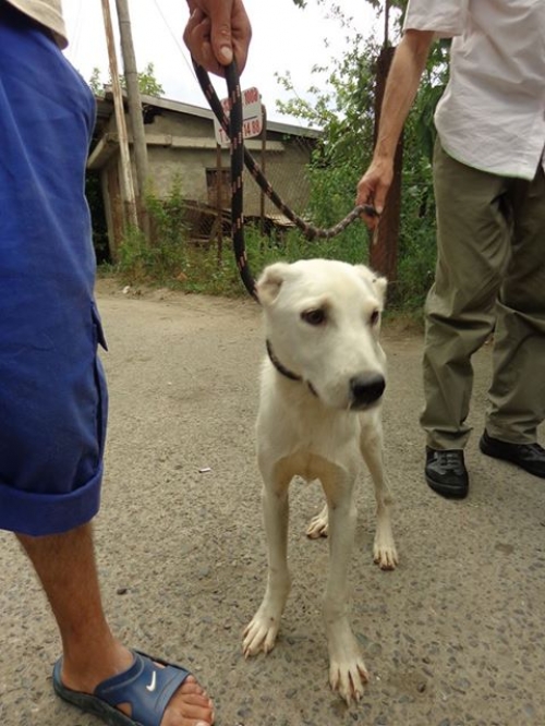 ქართული ქოფაკი უსახელო