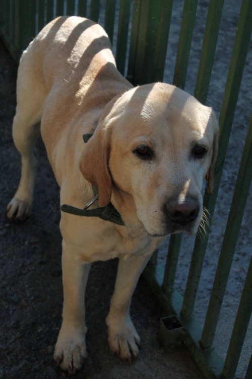 ლაბრადორი უსახელო