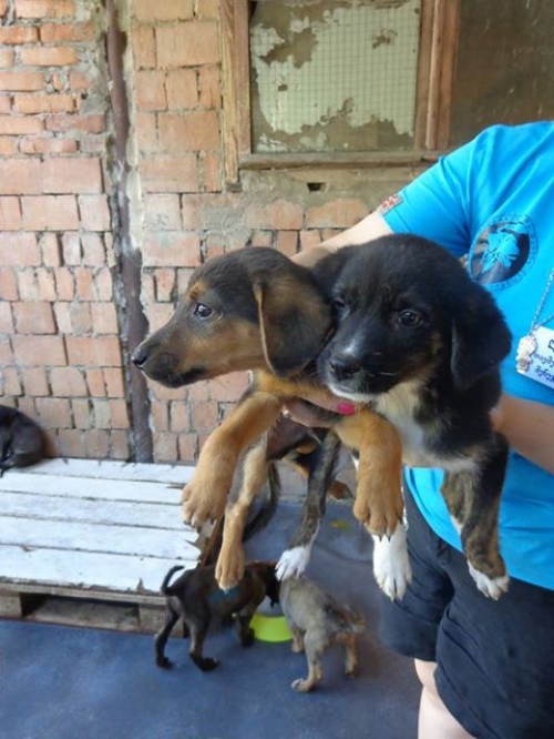 მეტისი უსახელო