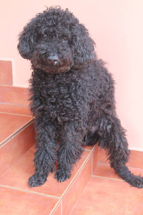 პუდელი უსახელო