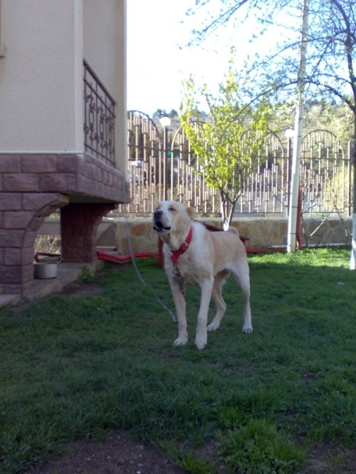 აზიური ნაგაზი სანდრა