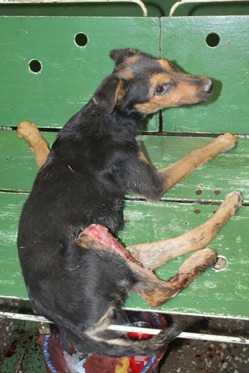 გერმანული ნაგაზის მეტისი უსახელო