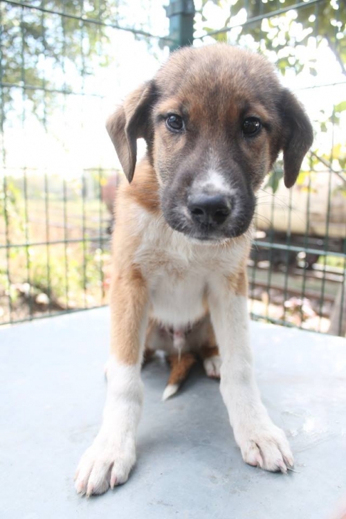 მეტისი უსახელო