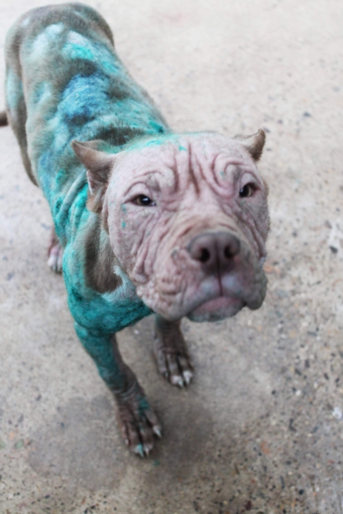 პიტი უსახელო