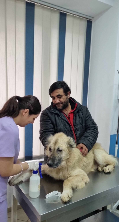 ქართული ქოფაკი წოდერეთი