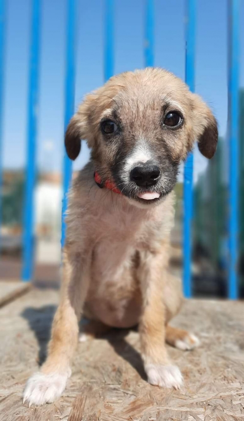 მეტისი გორი