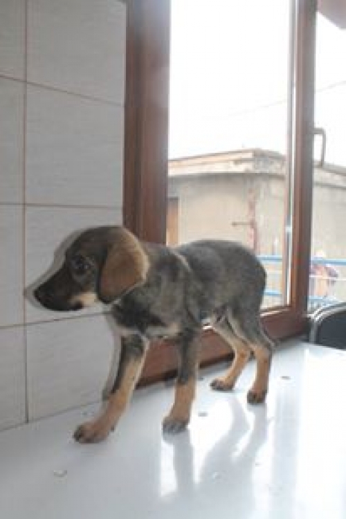 მეტისი უსახელო