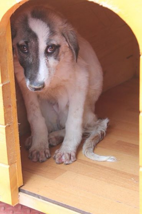 მეტისი უსახელო