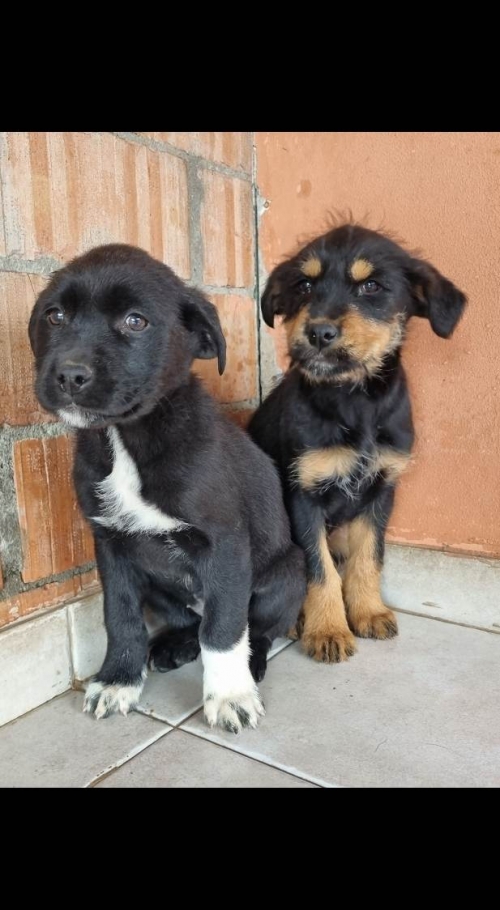 მეტისი მარჯანიშვილზე ნაპოვნი