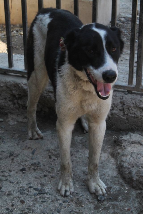 ქართული ქოფაკი უსახელო